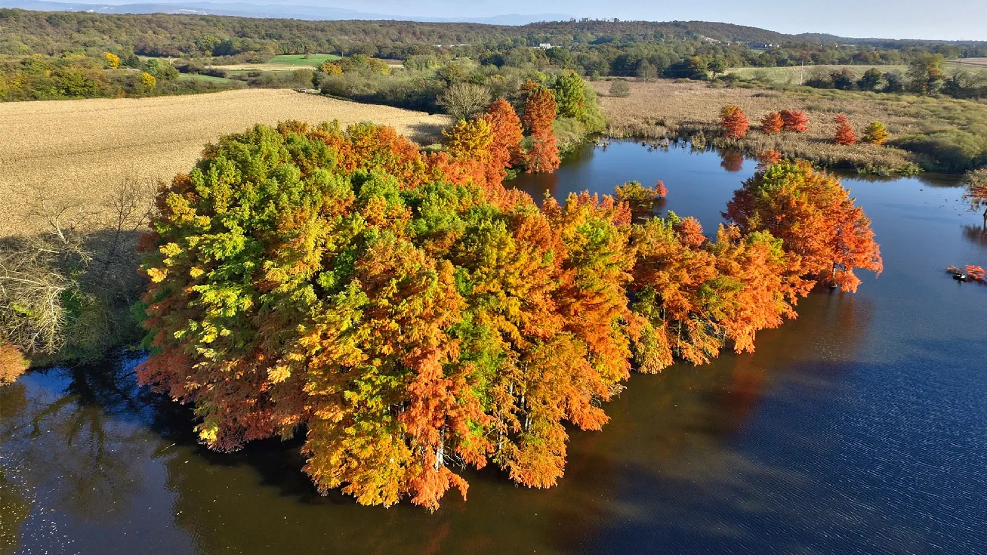 Pourquoi il est interdit de visiter les cyprès chauves à saint-baudille-de-la-tour (étang de Boulieu) en automne