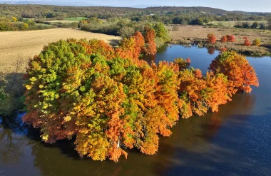 Pourquoi il est interdit de visiter les cyprès chauves à saint-baudille-de-la-tour (étang de Boulieu) en automne