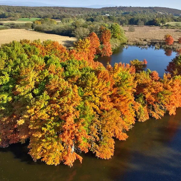 Pourquoi il est interdit de visiter les cyprès chauves à saint-baudille-de-la-tour (étang de Boulieu) en automne