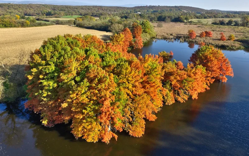 Pourquoi il est interdit de visiter les cyprès chauves à saint-baudille-de-la-tour (étang de Boulieu) en automne