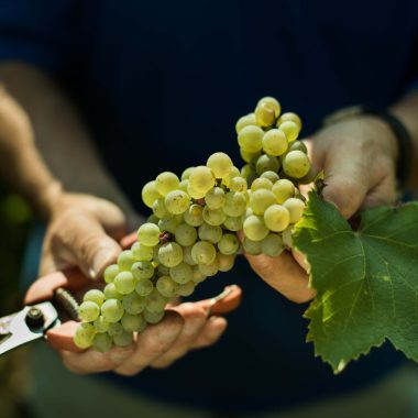 Le vin aux Balcons du Dauphiné